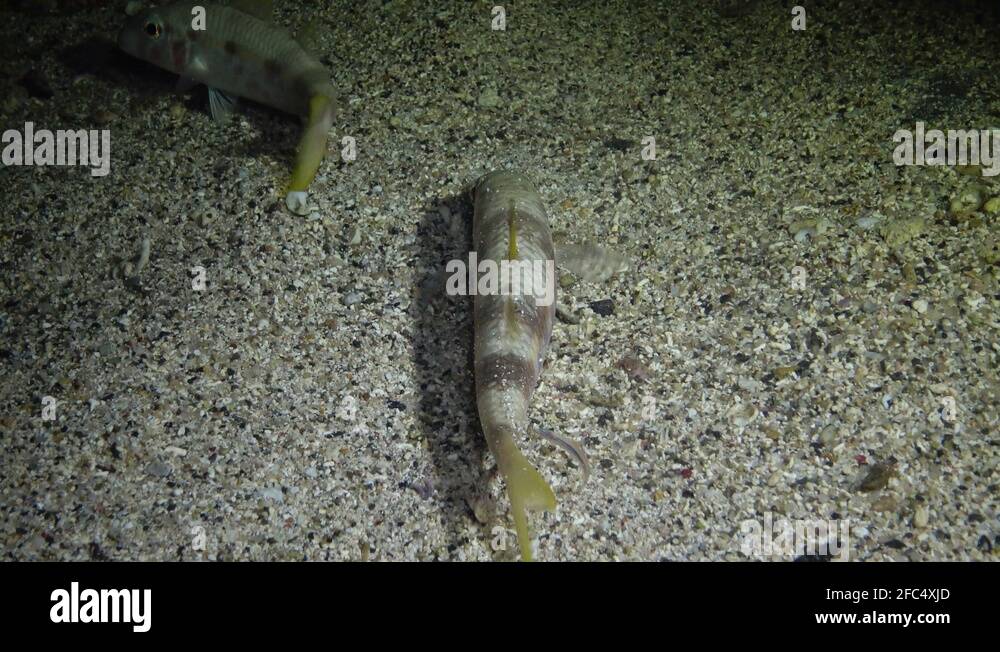 goatfish (Mulloides sp.). Fish of the Red Sea Stock Video Footage - Alamy