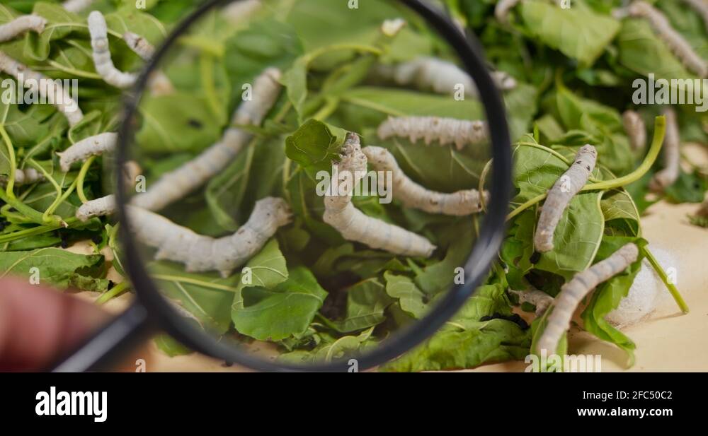 Farming silkworms Stock Videos & Footage HD and 4K Video Clips Alamy