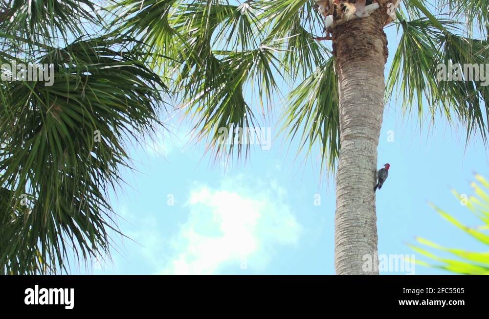 Woodpecker palm tree Stock Videos & Footage HD and 4K Video Clips Alamy