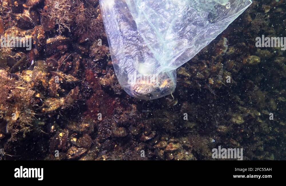 Plastic bag in the sea, killer crabs. Plastic debris, pollution, death