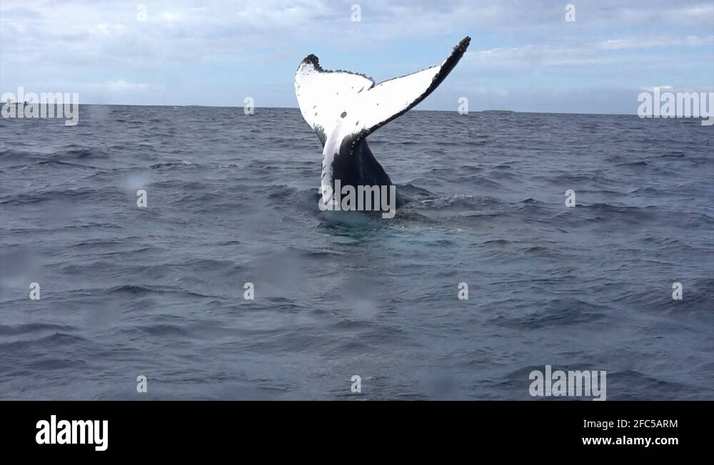 Tail of humpback whale above water surface and underwater video frame ...