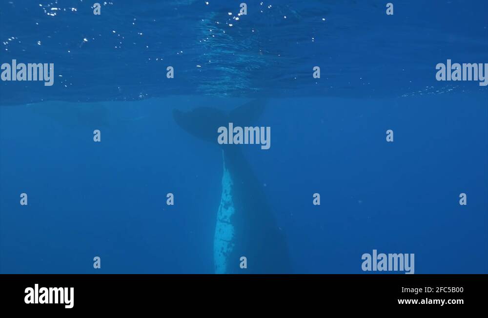 Tail of humpback whale above water surface and underwater video frame ...