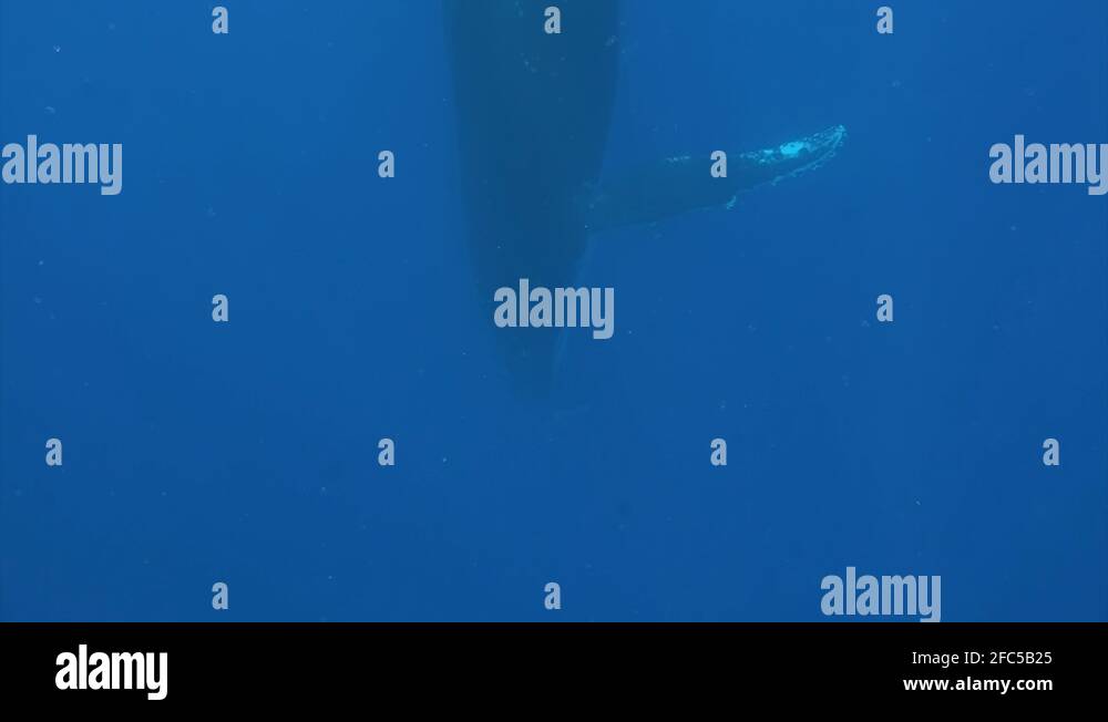 Tail humpback whale above water Stock Videos & Footage - HD and 4K ...