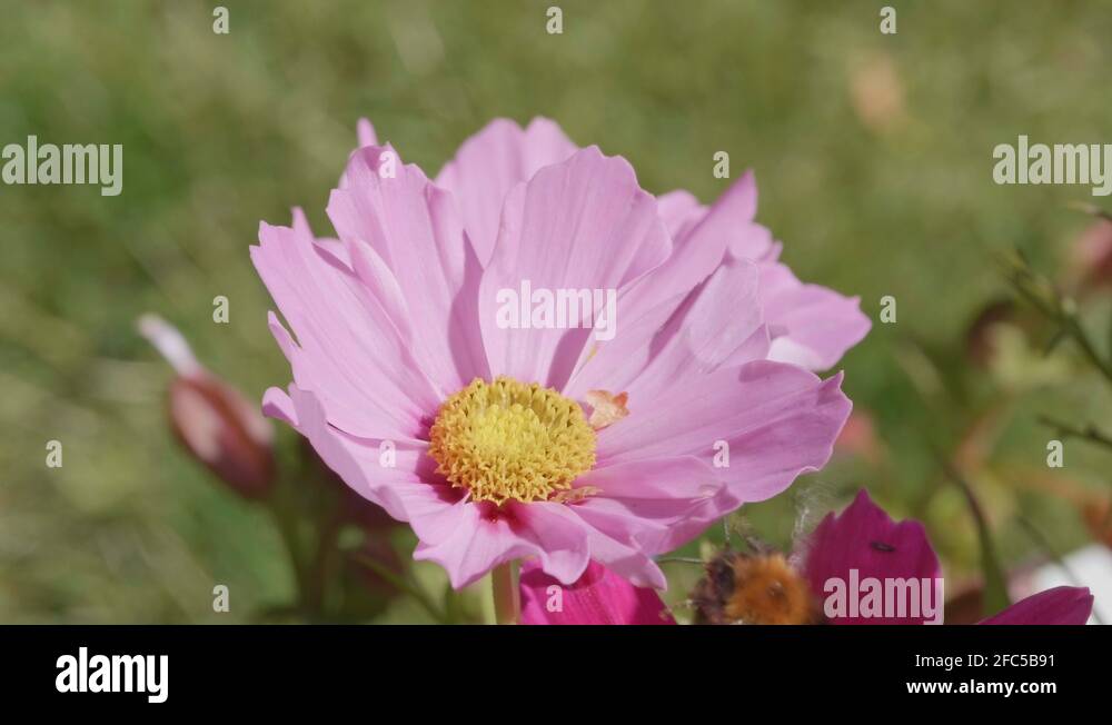 Species of tickseed Stock Videos & Footage HD and 4K Video Clips Alamy