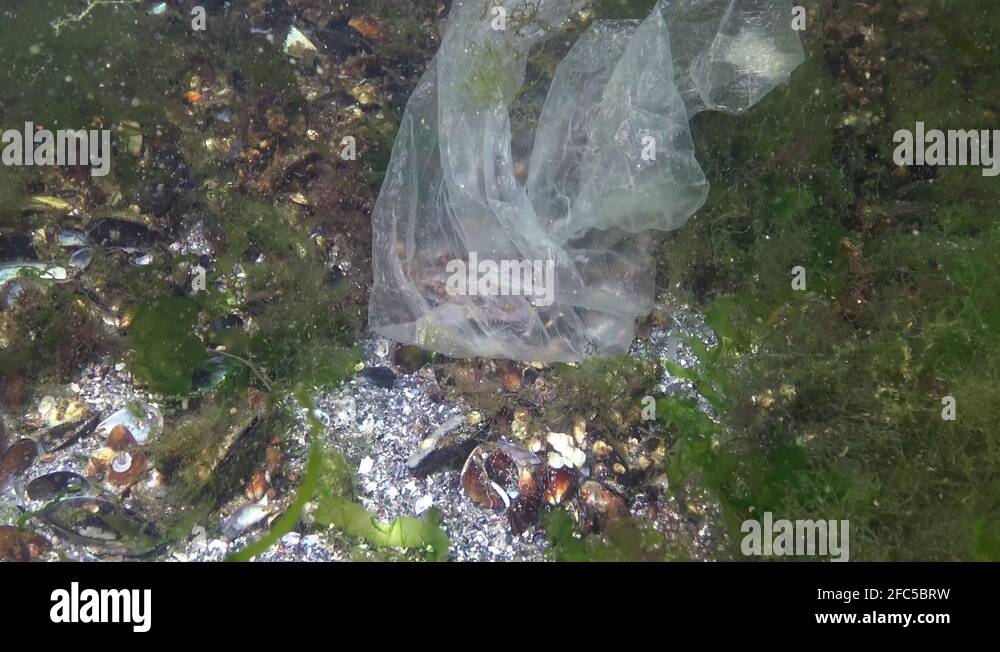 Plastic bag in the sea, killer crabs. Plastic debris, pollution, death