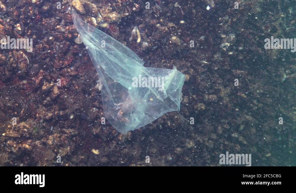 Plastic bag in the sea, killer crabs. Plastic debris, pollution, death