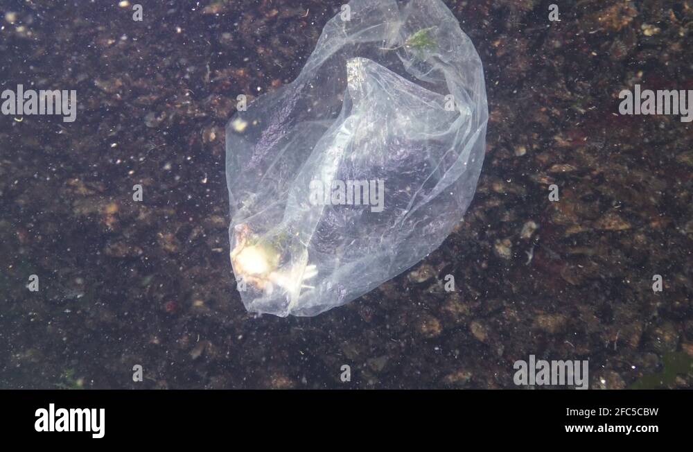 Plastic bag in the sea, killer crabs. Plastic debris, pollution, death
