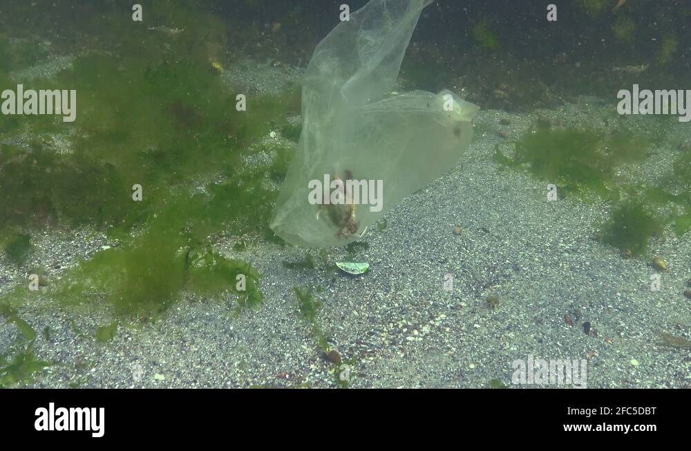 Plastic bag in the sea, killer crabs. Plastic debris, pollution, death