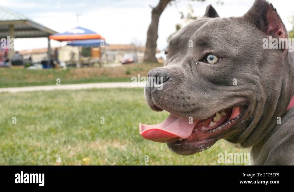 Smiley pooch face Stock Videos & Footage HD and 4K Video Clips Alamy