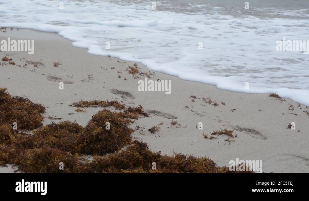 Foot Steps In The Sand Stock Videos Footage HD And 4K Video Clips foot-steps-in-the-sand-stock-videos-footage-hd-and-4k-video-clips