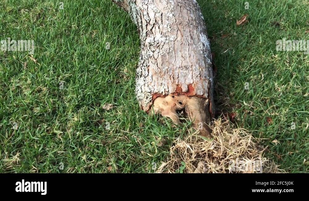 Dead branches with green plants Stock Videos & Footage HD and 4K