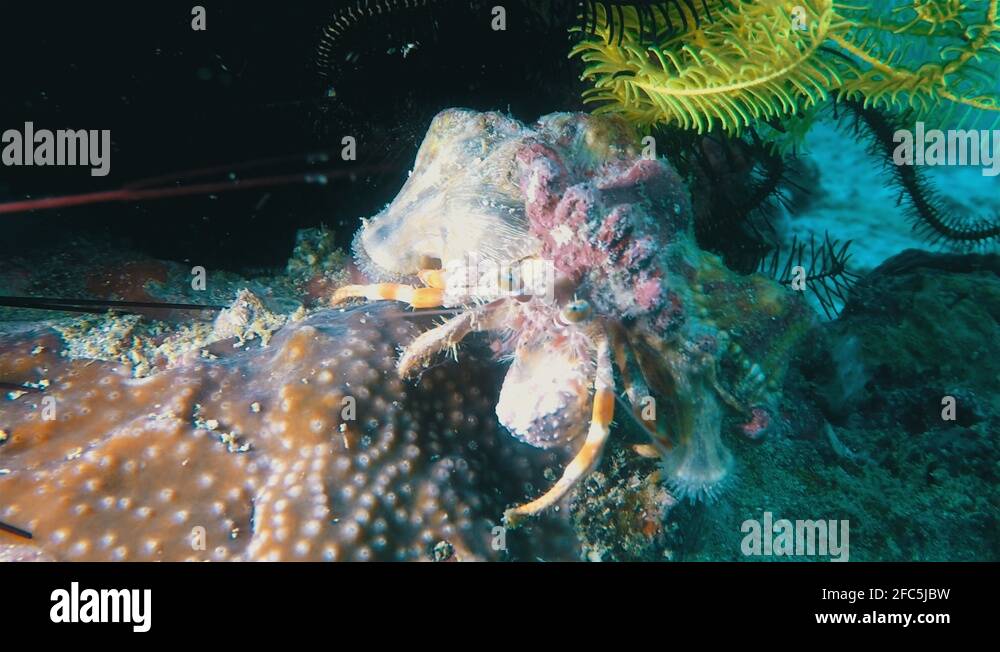 Hermit Crab Sea Urchin & Featherstar Critters Underwater Coral Reef