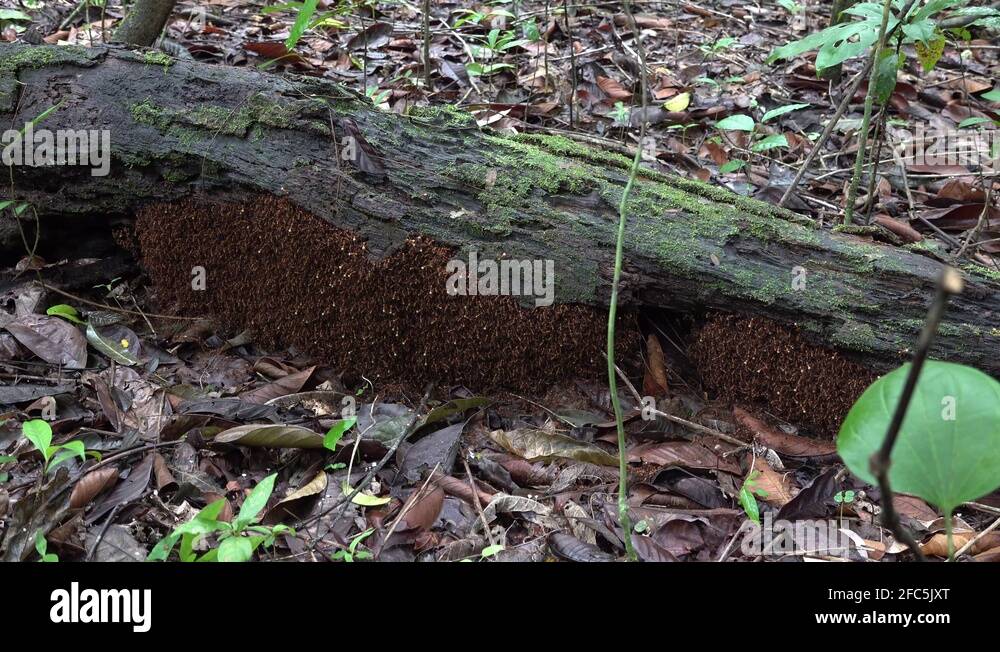 Army ants nest under tree log in the undergrowth of lowland rainforest