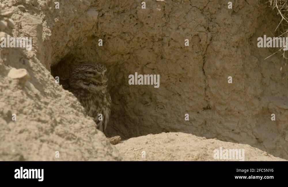 Little owl cleaning Stock Videos & Footage HD and 4K Video Clips Alamy