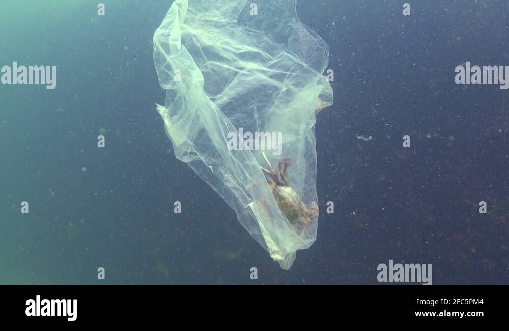 Plastic bag in the sea, killer crabs. Plastic debris, pollution, death