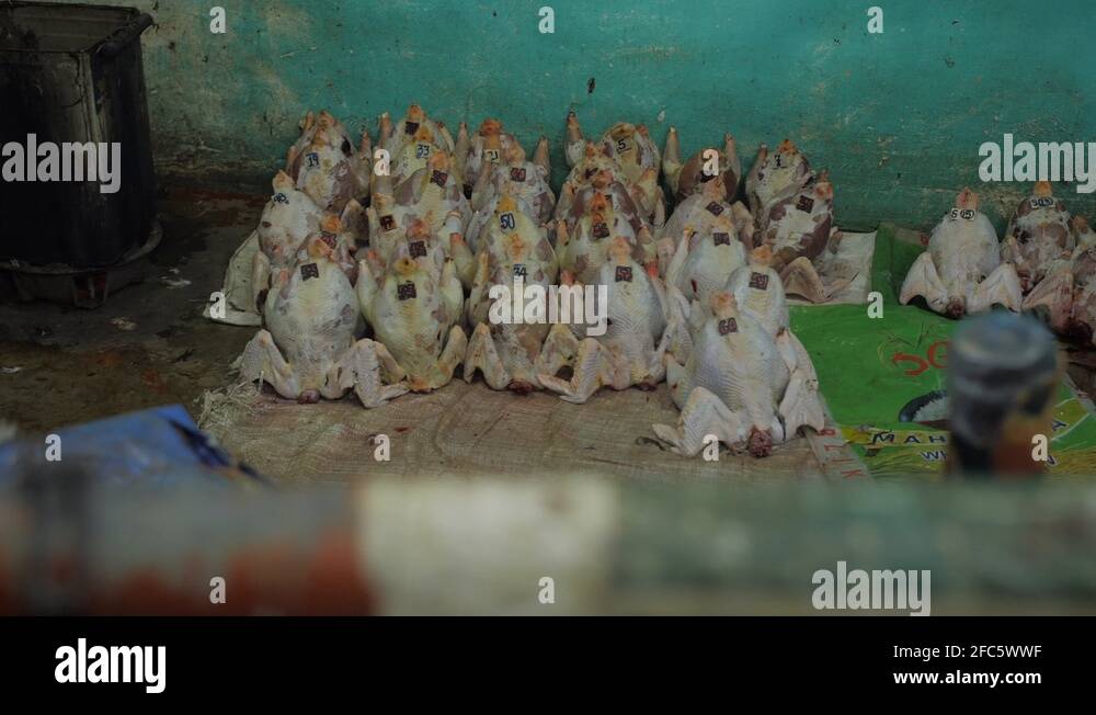 Dead rooster Stock Videos & Footage - HD and 4K Video Clips - Alamy