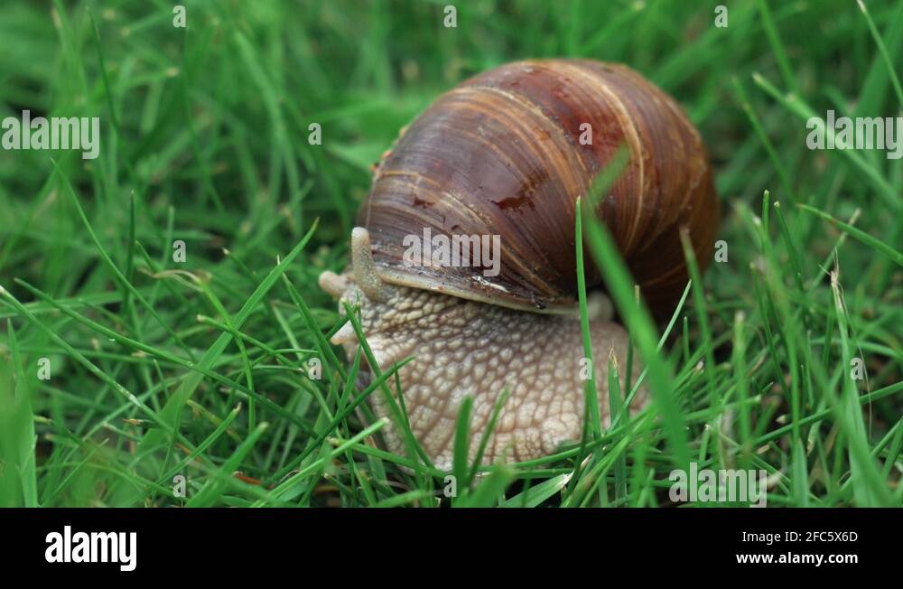 Snail tentacle tentacles Stock Videos & Footage HD and 4K Video Clips