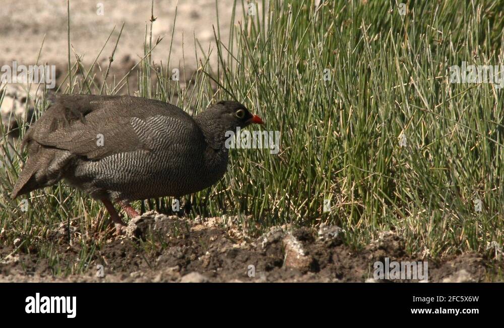 Red billed spurfowl pternistis adspersus Stock Videos & Footage HD