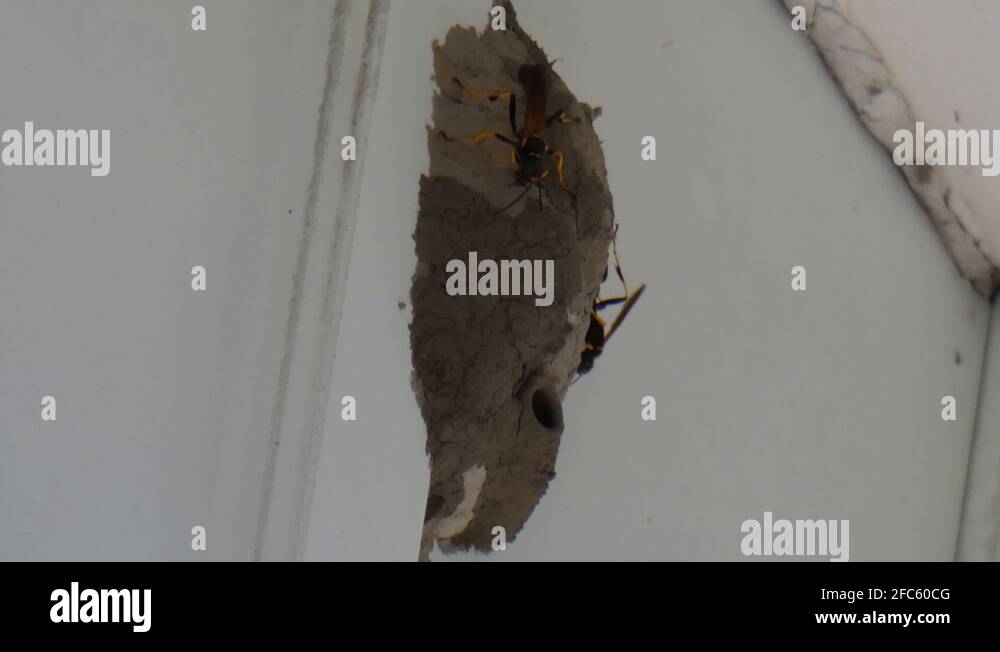 Two mud daubers build a nest made of mud under a home's eave Stock