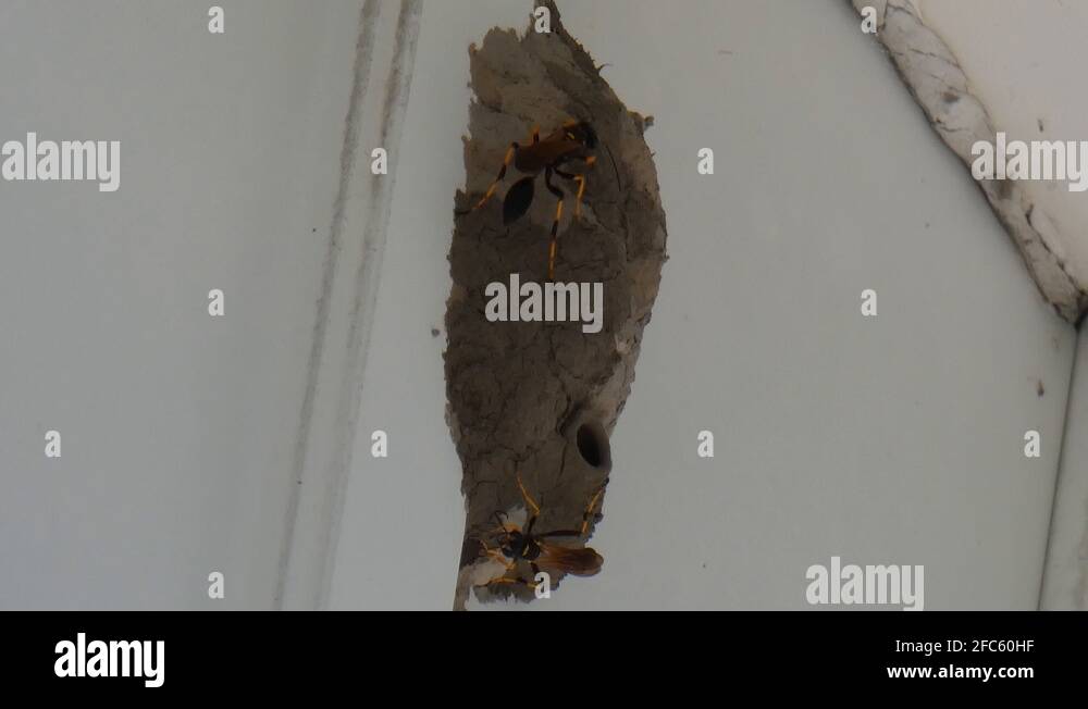 House eave Stock Videos & Footage HD and 4K Video Clips Alamy