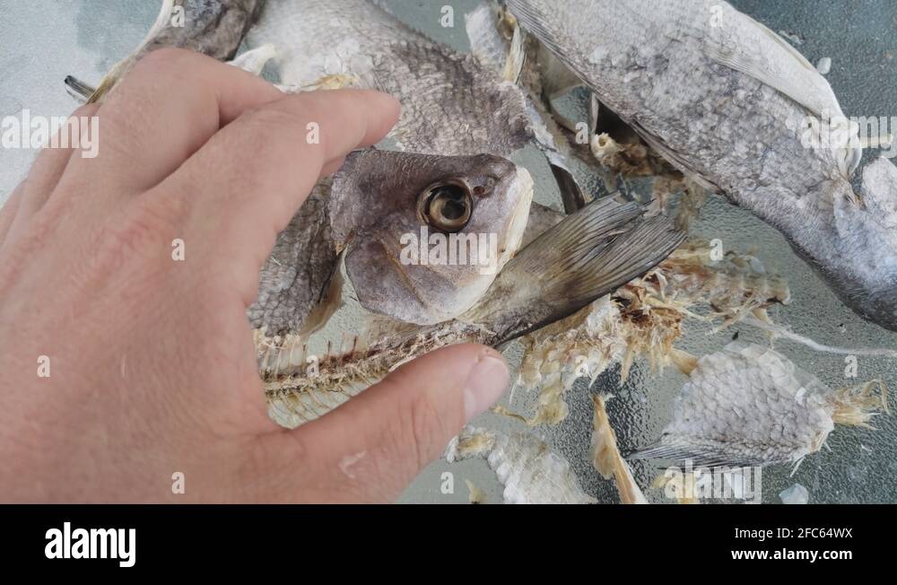 Dried fish bones Stock Videos & Footage HD and 4K Video Clips Alamy