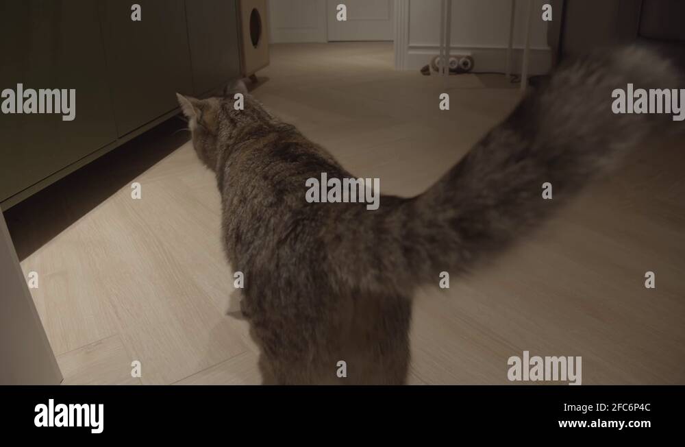 Wide angle close up of an Adorable cat moving tail at home, slow motion