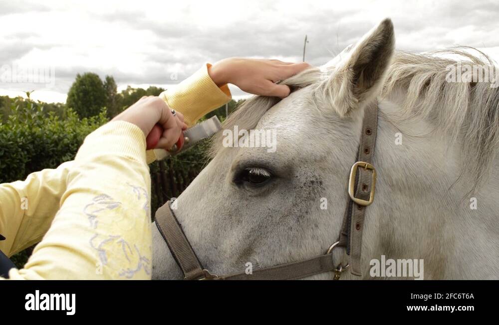 Brushing horse mane Stock Videos & Footage HD and 4K Video Clips Alamy