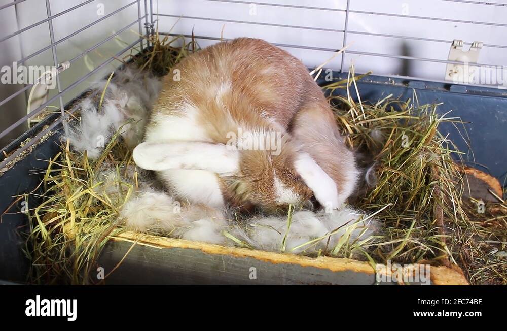 Giving birth to rabbits Stock Videos & Footage HD and 4K Video Clips