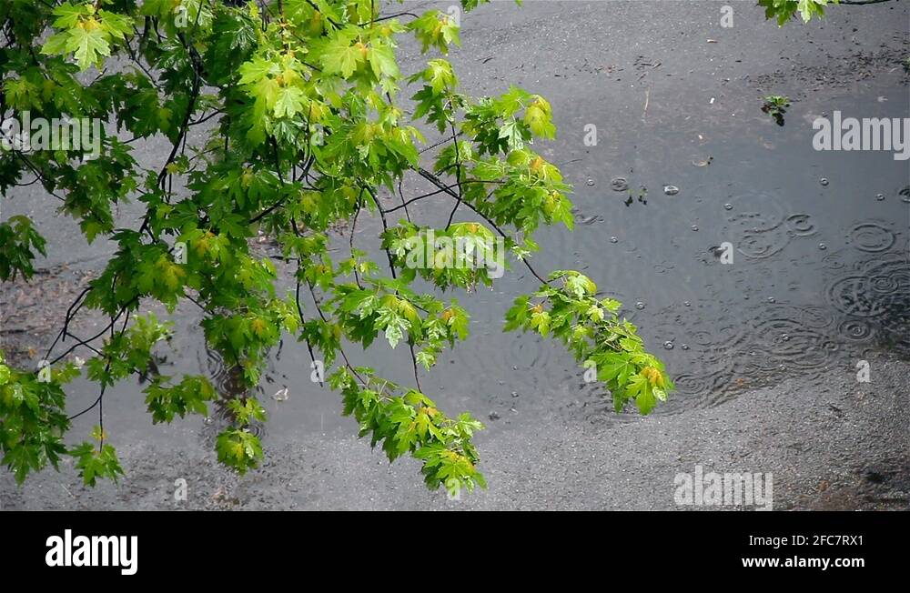 Tree Branches Raining Top view of green tree branch while raining Stock Video Footage - Alamy