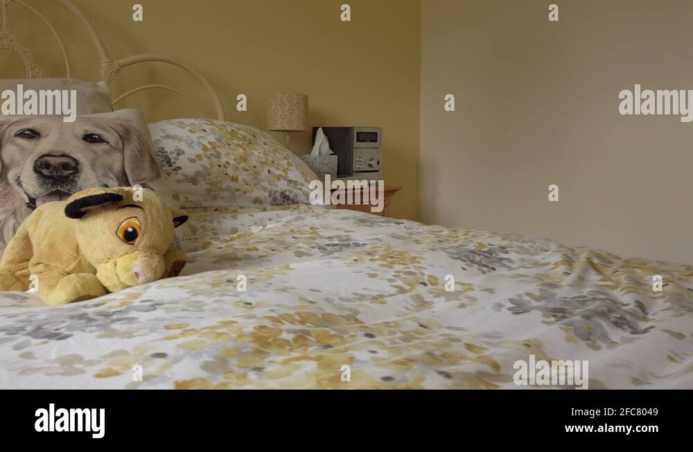 Dog inside house uk Stock Videos & Footage HD and 4K Video Clips Alamy