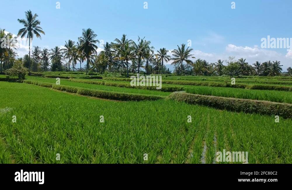 Ecological paddy rice fields Stock Videos & Footage HD and 4K Video