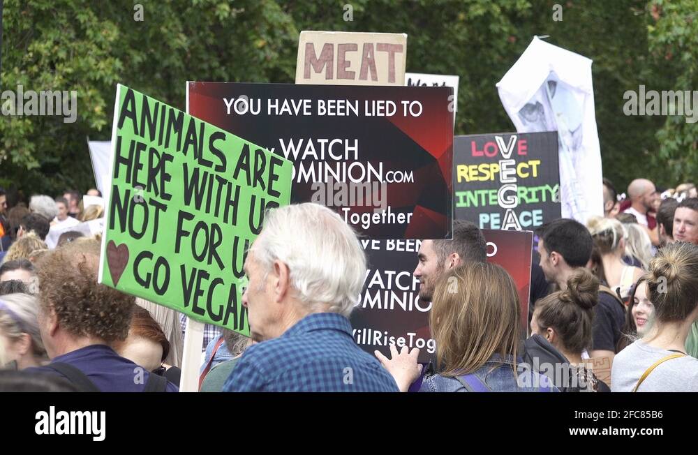 Animal rights and welfare Stock Videos & Footage HD and 4K Video