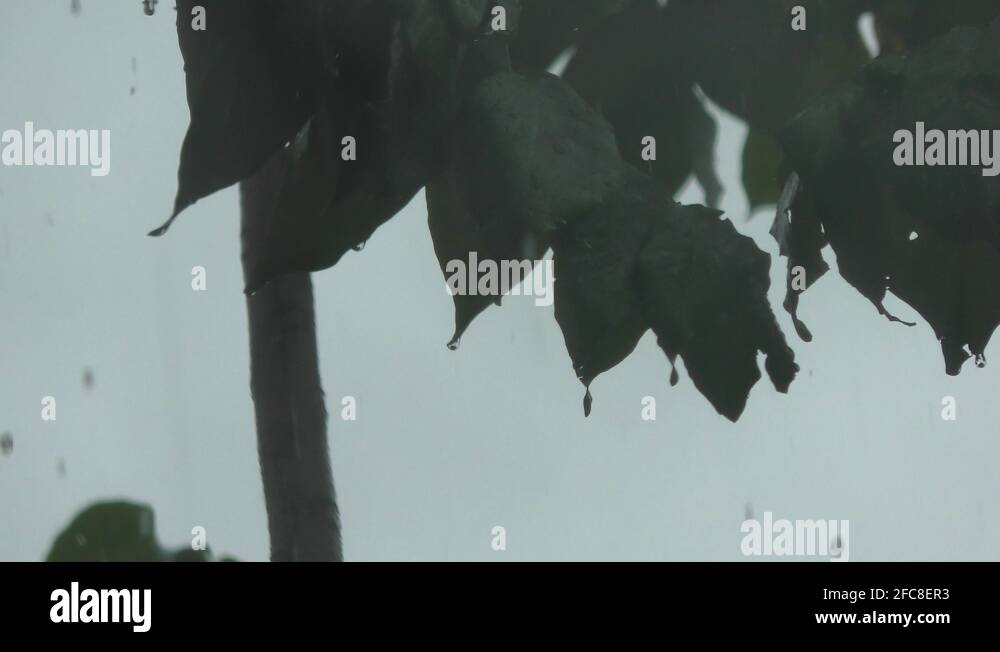 Water dripping from leaves Stock Videos & Footage HD and 4K Video