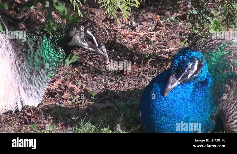 Peacock couple Stock Videos & Footage HD and 4K Video Clips Alamy
