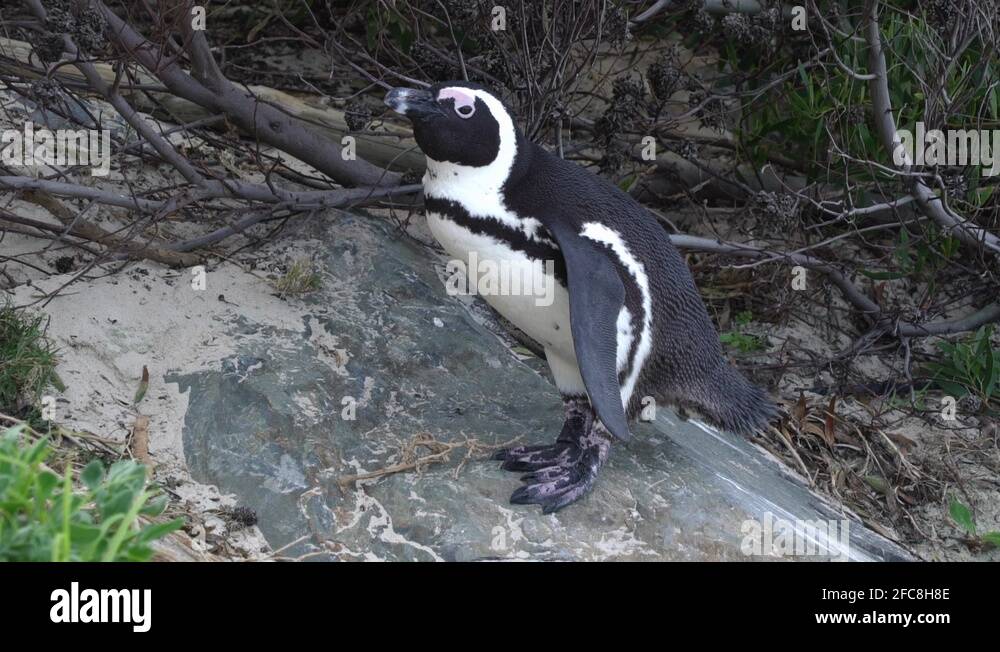Penguin Stock Videos & Footage - HD and 4K Video Clips - Alamy