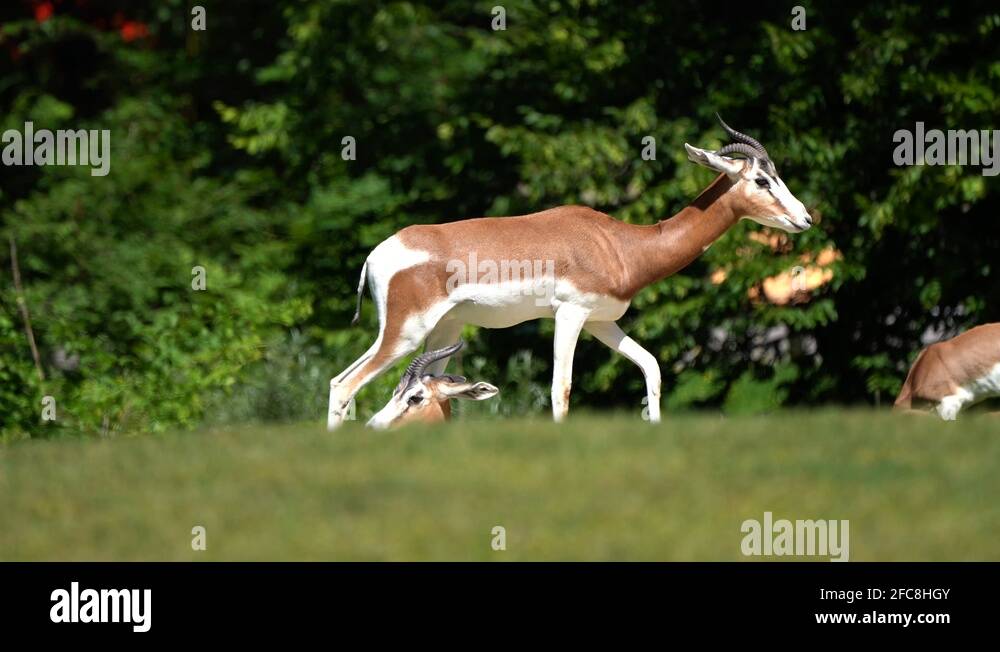 Mhorr gazelle nanger dama mhorr Stock Videos & Footage - HD and 4K ...