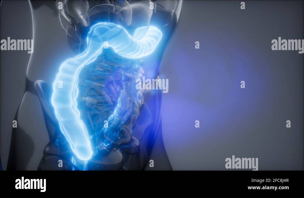 Highlighted colon Stock Videos & Footage HD and 4K Video Clips Alamy