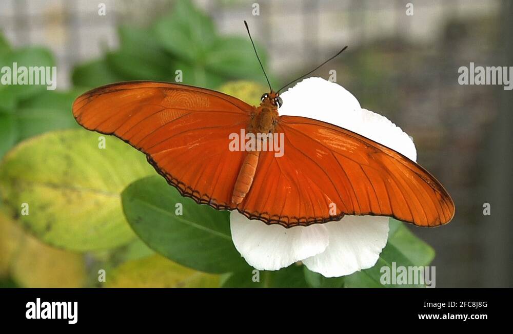 Dryas Iulia Butterfly in Thai Garden. Phuket, Thailand Stock Video