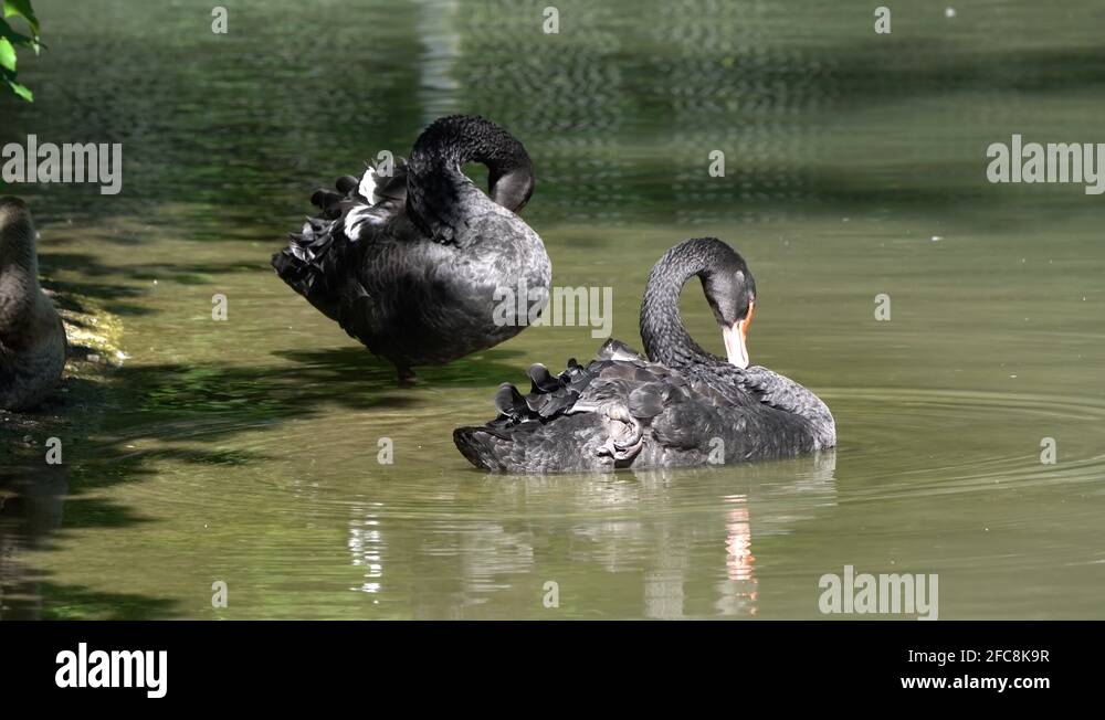 A species of swan which breeds mainly in the southeast Stock Videos
