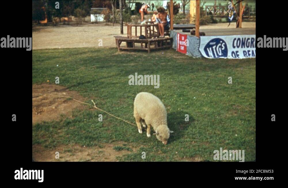 Sheep Roping 1930s: UNITED STATES: sheep tied with rope eats grass. Ladies in ...
