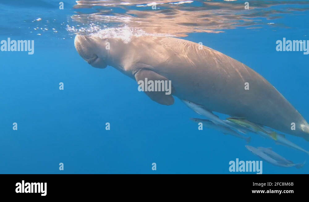 Dugong dugon dugong marine mammal endangered underwater Stock Videos