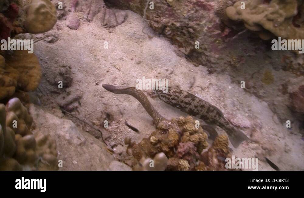 Racing snake Stock Videos & Footage - HD and 4K Video Clips - Alamy