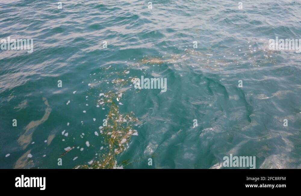 Floating seaweed Stock Videos & Footage HD and 4K Video Clips Alamy