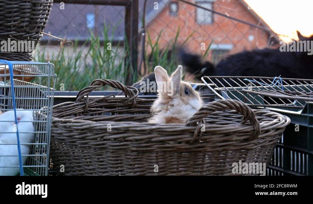 Happy rabbits Stock Videos & Footage - HD and 4K Video Clips - Alamy