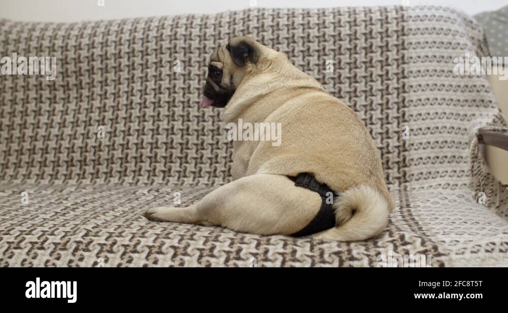 Female pug dog in heat, wearing diapers. Estrus, menstrual cycle