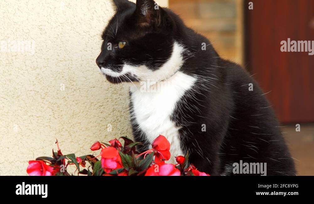 Black cat red collar Stock Videos & Footage HD and 4K Video Clips Alamy