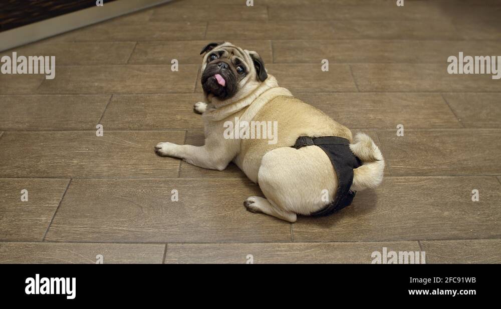 Female pug dog in heat, wearing diapers. Estrus, menstruation cycle
