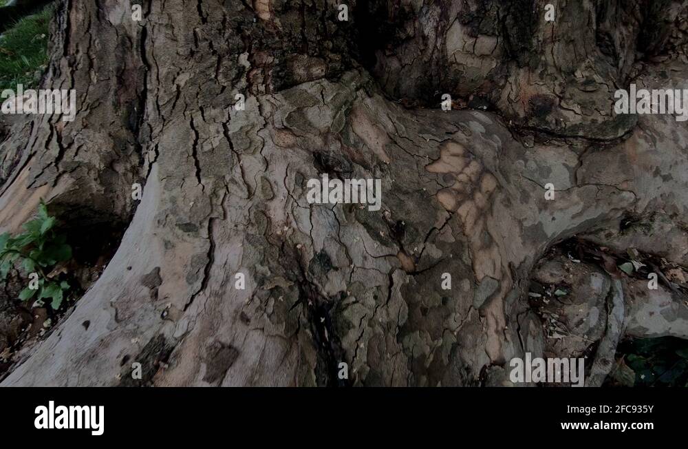 Acer bark pattern Stock Videos & Footage - HD and 4K Video Clips - Alamy