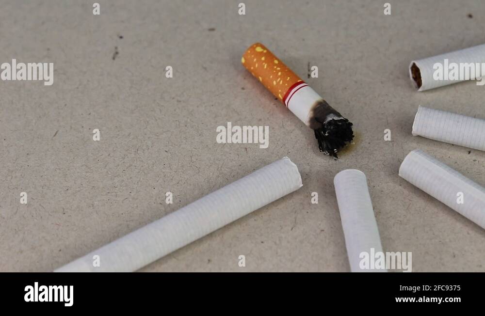 Cigarette stub on a gray background with new cigarettes. World no ...