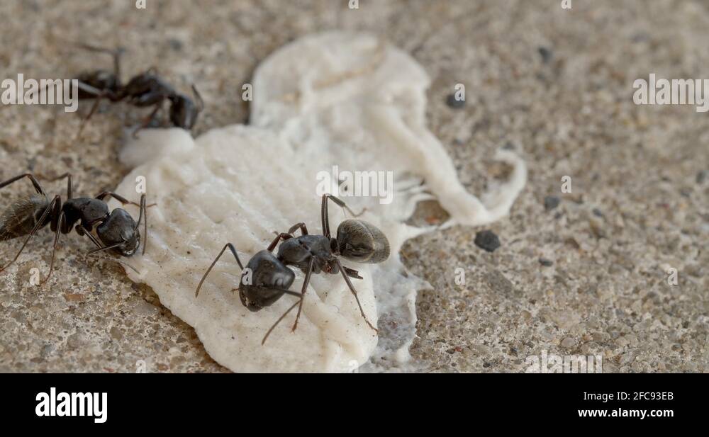 Black Ants Eating Chewing Gum Stock Video Footage Alamy